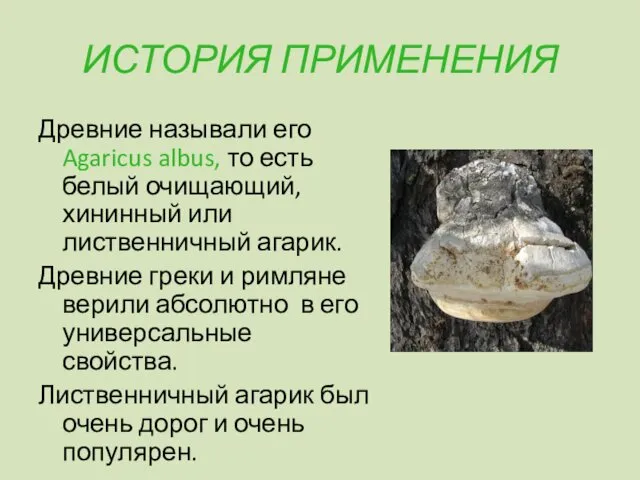 ИСТОРИЯ ПРИМЕНЕНИЯ Древние называли его Agaricus albus, то есть белый очищающий,