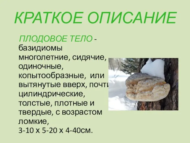 КРАТКОЕ ОПИСАНИЕ ПЛОДОВОЕ ТЕЛО - базидиомы многолетние, сидячие, одиночные, копытообразные, или