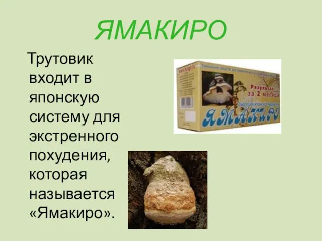 ЯМАКИРО Трутовик входит в японскую систему для экстренного похудения, которая называется «Ямакиро».