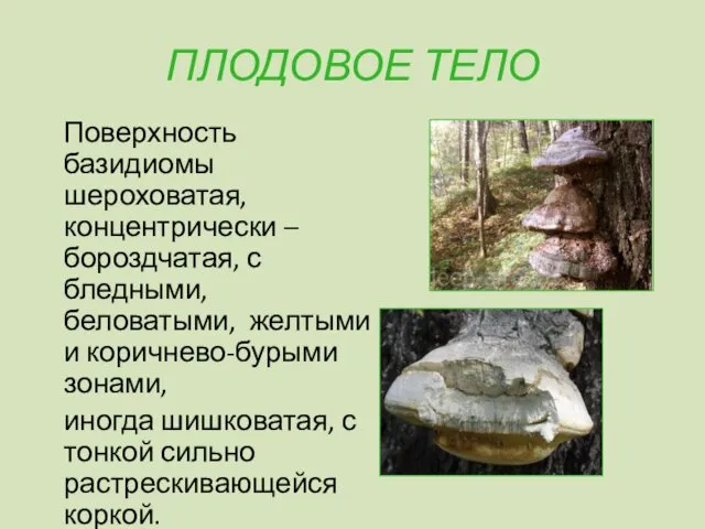 ПЛОДОВОЕ ТЕЛО Поверхность базидиомы шероховатая, концентрически – бороздчатая, с бледными, беловатыми,