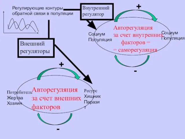 Потребитель Жертва Хозяин Ресурс Хищник Паразит + - Социум Популяция Социум