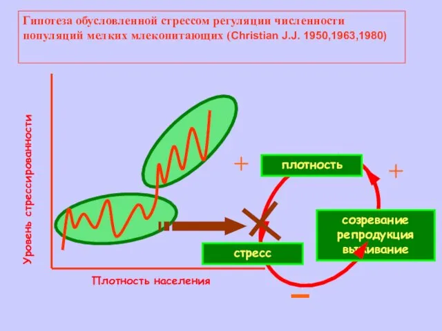 Плотность населения Гипотеза обусловленной стрессом регуляции численности популяций мелких млекопитающих (Christian J.J. 1950,1963,1980) Уровень стрессированности