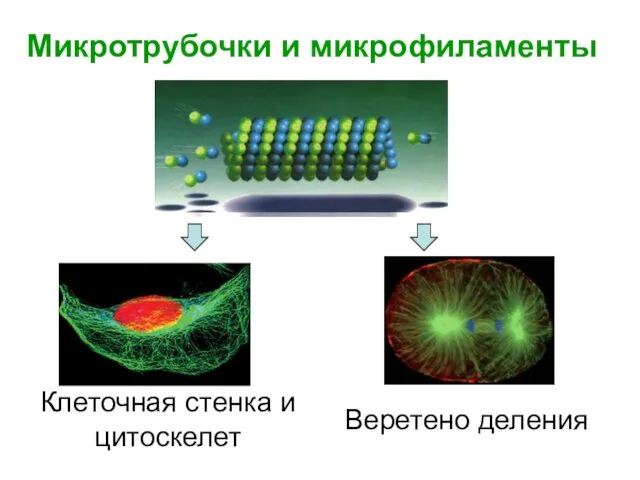 Микротрубочки и микрофиламенты Клеточная стенка и цитоскелет Веретено деления