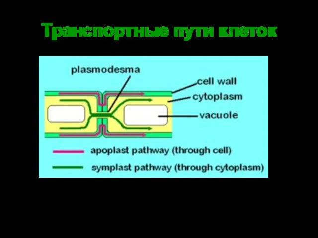 Транспортные пути клеток Апопластический (красные стрелки) и симпластический (зелёные) транспорт