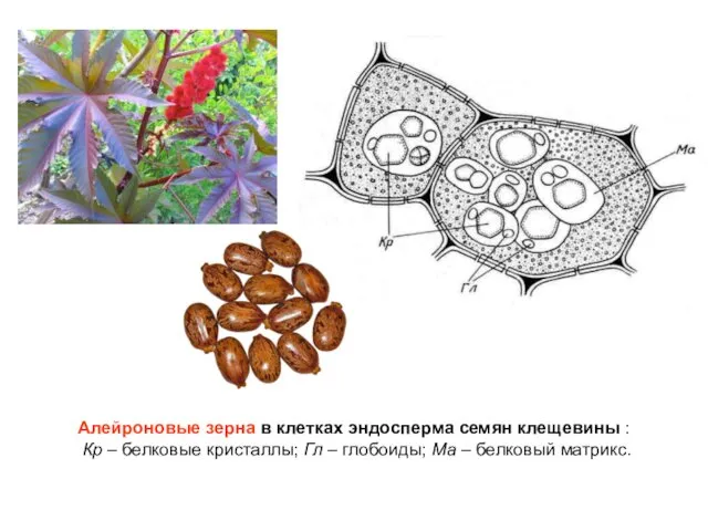 Алейроновые зерна в клетках эндосперма семян клещевины : Кр – белковые