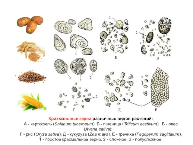 Крахмальные зерна различных видов растений: А - картофель (Solanum tuberosum); Б