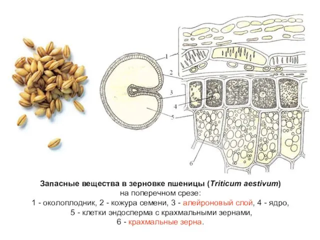 Запасные вещества в зерновке пшеницы (Triticum aestivum) на поперечном срезе: 1