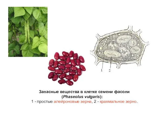 Запасные вещества в клетке семени фасоли (Phaseolus vulgaris): 1 - простые