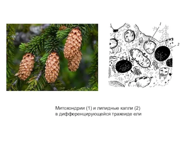 Митохондрии (1) и липидные капли (2) в дифференцирующейся трахеиде ели