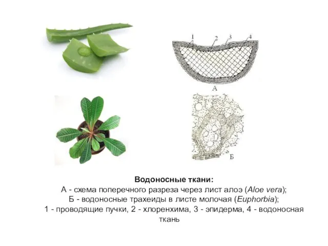 Водоносные ткани: А - схема поперечного разреза через лист алоэ (Aloe