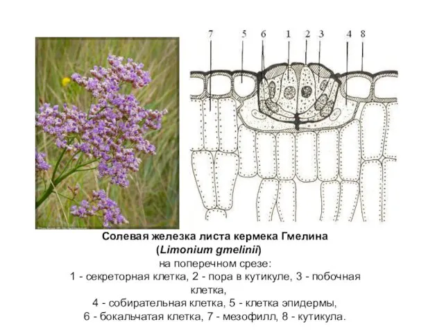 Солевая железка листа кермека Гмелина (Limonium gmelinii) на поперечном срезе: 1