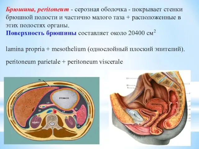 Брюшина, peritoneum - серозная оболочка - покрывает стенки брюшной полости и