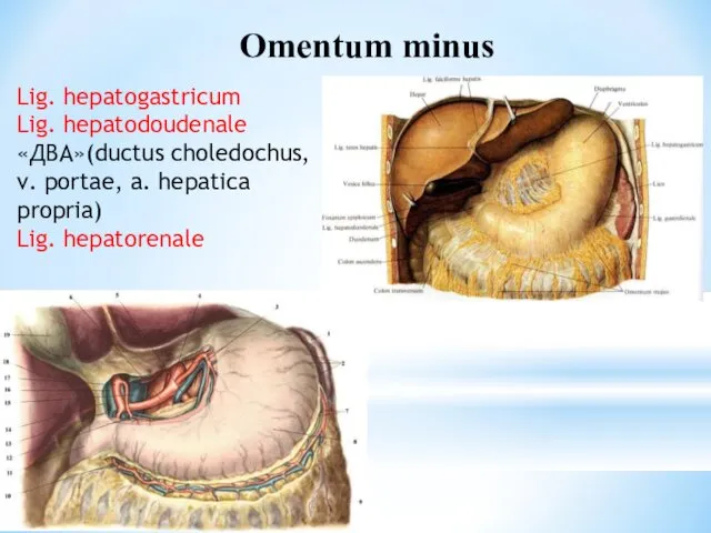 Omentum minus Lig. hepatogastricum Lig. hepatodoudenale «ДВА»(ductus choledochus, v. portae, a. hepatica propria) Lig. hepatorenale