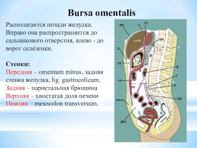 Bursa omentalis Располагается позади желудка. Вправо она распространяется до сальникового отверстия,