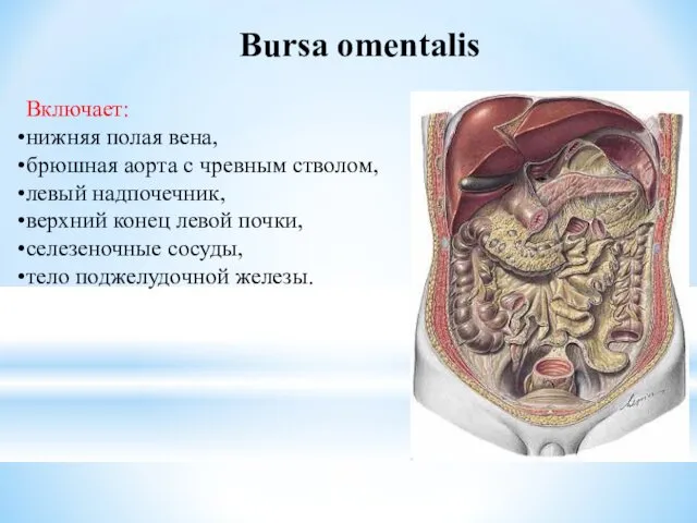 Bursa omentalis Включает: нижняя полая вена, брюшная аорта с чревным стволом,