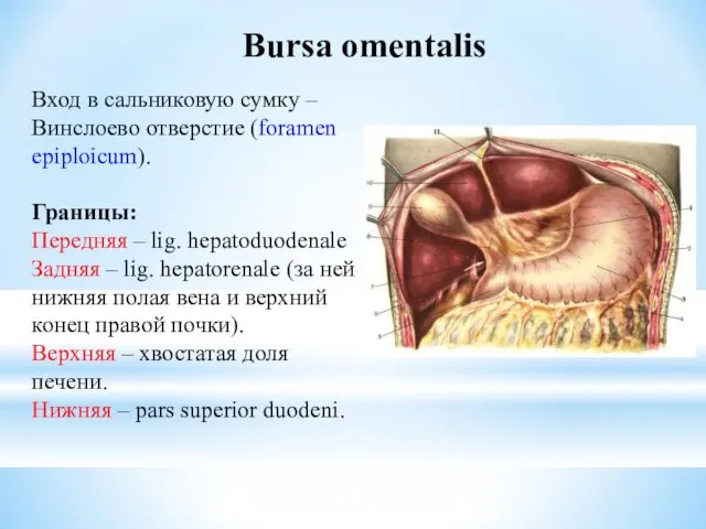 Bursa omentalis Вход в сальниковую сумку – Винслоево отверстие (foramen epiploicum).
