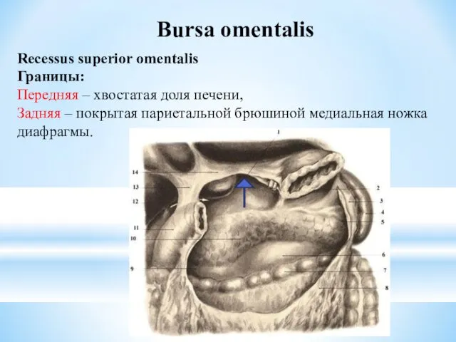 Bursa omentalis Recessus superior omentalis Границы: Передняя – хвостатая доля печени,
