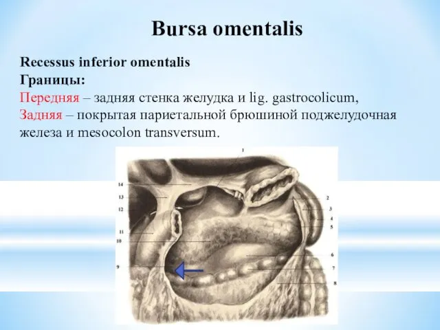 Bursa omentalis Recessus inferior omentalis Границы: Передняя – задняя стенка желудка