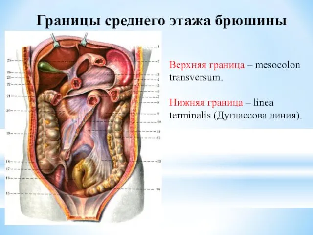 Границы среднего этажа брюшины Верхняя граница – mesocolon transversum. Нижняя граница – linea terminalis (Дуглассова линия).