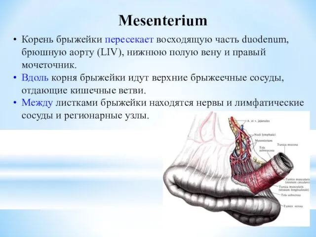 Mesenterium Корень брыжейки пересекает восходящую часть duodenum, брюшную аорту (LIV), нижнюю