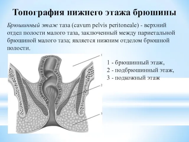 Брюшинный этаж таза (cavum pelvis peritoneale) - верхний отдел полости малого