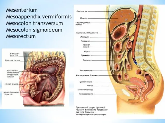 Mesenterium Mesoappendix vermiformis Mesocolon transversum Mesocolon sigmoideum Mesorectum