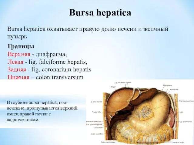 Bursa hepatica Bursa hepatica охватывает правую долю печени и желчный пузырь