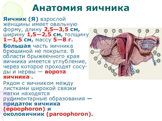 Анатомия яичника Яичник (Я) взрослой женщины имеет овальную форму, длину 2,5—3,5