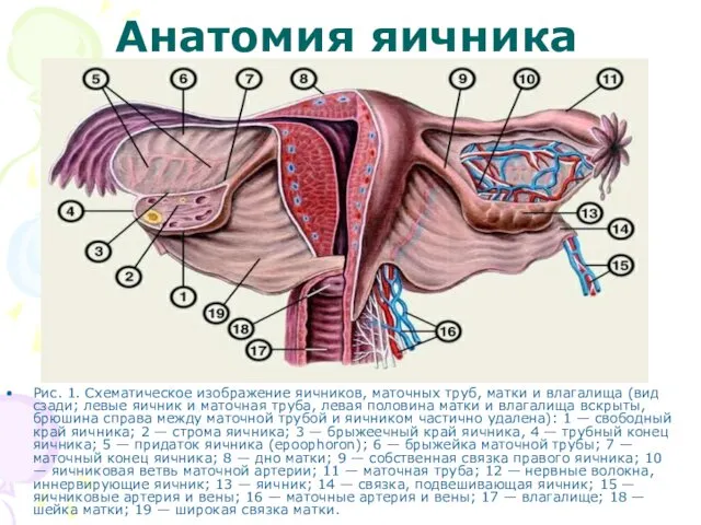 Анатомия яичника Рис. 1. Схематическое изображение яичников, маточных труб, матки и