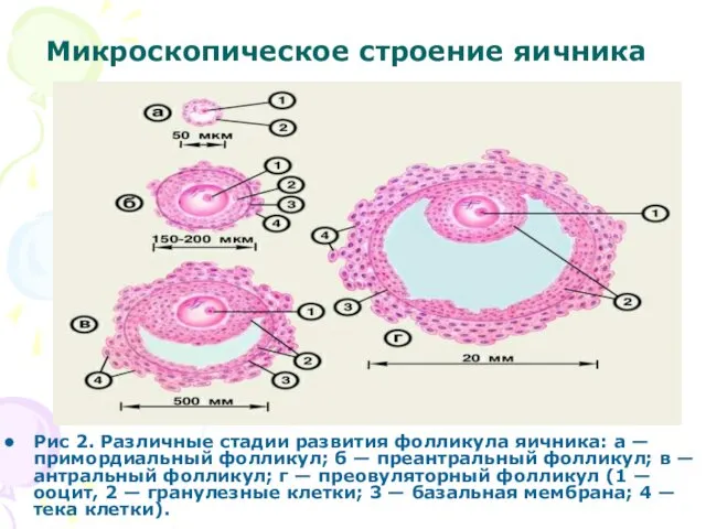 Микроскопическое строение яичника Рис 2. Различные стадии развития фолликула яичника: а