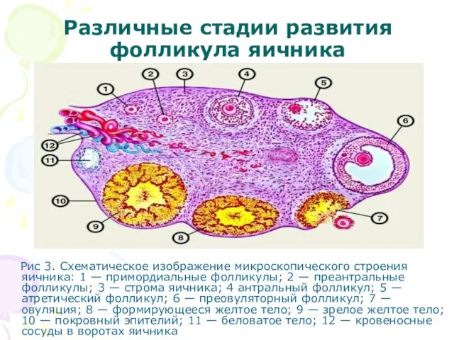 Различные стадии развития фолликула яичника Рис 3. Схематическое изображение микроскопического строения