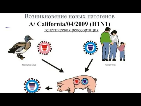 Возникновение новых патогенов А/ California/04/2009 (H1N1) генетическая реассортация