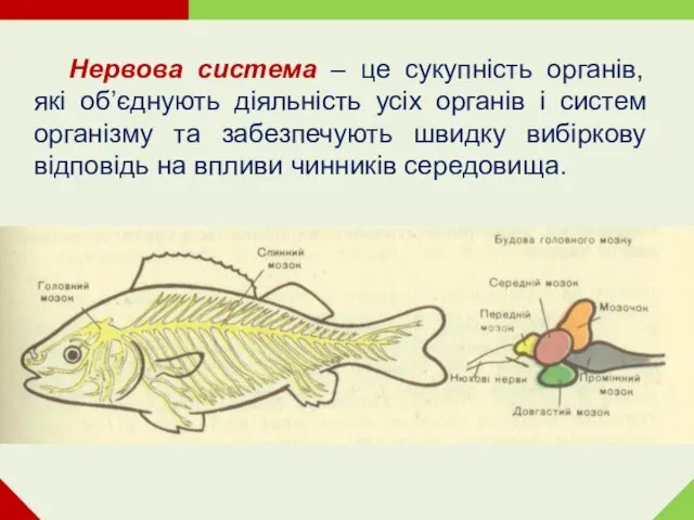 Нервова система – це сукупність органів, які об’єднують діяльність усіх органів