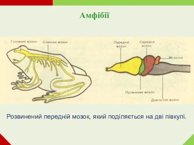 Амфібії Розвинений передній мозок, який поділяється на дві півкулі.