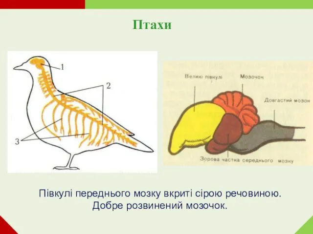 Птахи Півкулі переднього мозку вкриті сірою речовиною. Добре розвинений мозочок.