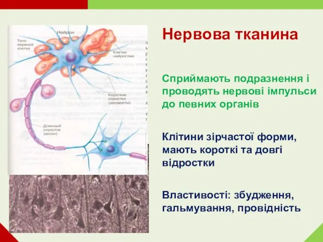 Нервова тканина Сприймають подразнення і проводять нервові імпульси до певних органів