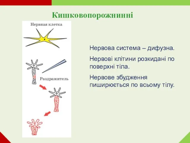 Кишковопорожнинні Нервова система – дифузна. Нервові клітини розкидані по поверхні тіла.