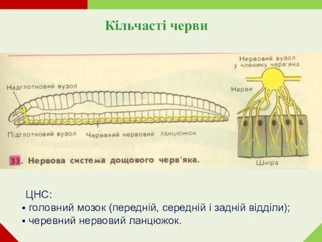 Кільчасті черви ЦНС: головний мозок (передній, середній і задній відділи); черевний нервовий ланцюжок.