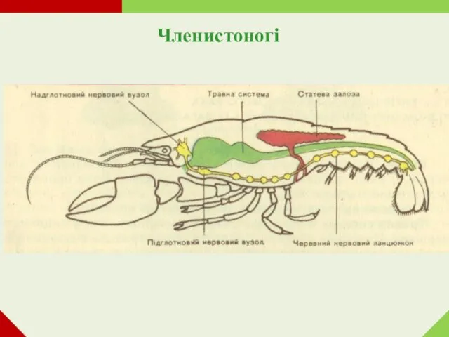 Членистоногі