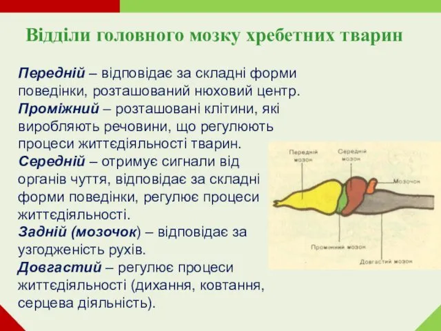 Відділи головного мозку хребетних тварин Передній – відповідає за складні форми