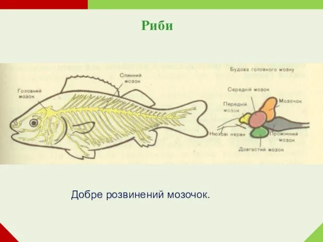 Риби Добре розвинений мозочок.