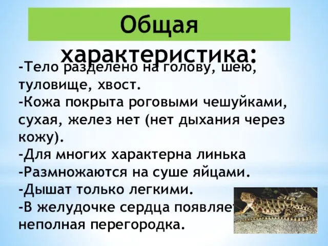 -Тело разделено на голову, шею, туловище, хвост. -Кожа покрыта роговыми чешуйками,