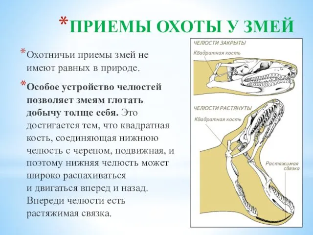 ПРИЕМЫ ОХОТЫ У ЗМЕЙ Охотничьи приемы змей не имеют равных в