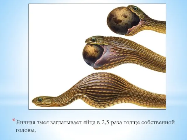 Яичная змея заглатывает яйца в 2,5 раза толще собственной головы.