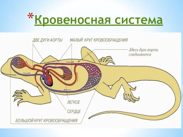 Кровеносная система