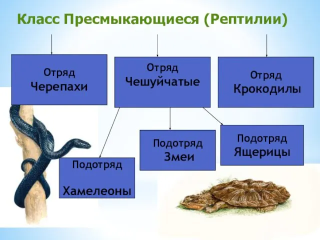 Отряд Чешуйчатые Отряд Крокодилы Отряд Черепахи Подотряд Ящерицы Подотряд Змеи Подотряд Хамелеоны Класс Пресмыкающиеся (Рептилии)