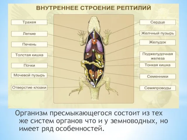 Организм пресмыкающегося состоит из тех же систем органов что и у земноводных, но имеет ряд особенностей.