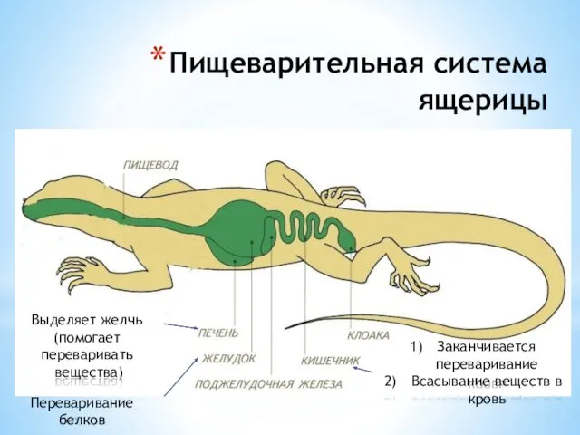 Пищеварительная система ящерицы Переваривание белков Заканчивается переваривание Всасывание веществ в кровь Выделяет желчь (помогает переваривать вещества)