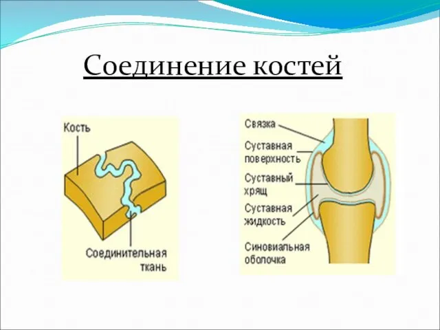 Соединение костей