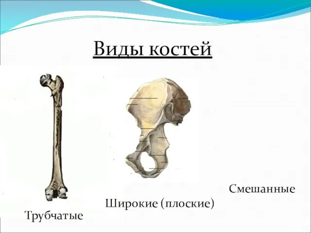 Виды костей Трубчатые Широкие (плоские) Смешанные